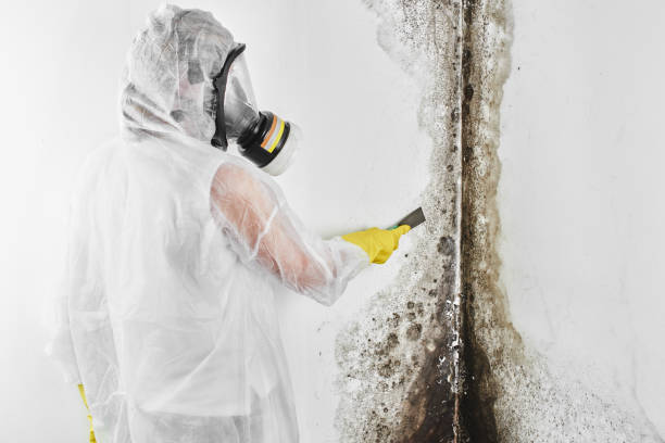 Why You Should Choose Our Mold Remediation Services in Bradford, RI